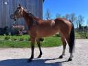 Mare Zangersheide For sale 2021 Bay