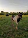 Filly No Origin Recorded For sale 2025 Coloured