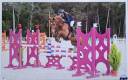Gelding French Saddle Pony Part-Livery 2011 Liver chestnut
