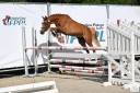 Mare French Saddle Pony For sale 2021 Chesnut