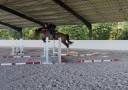 Gelding Selle Fran&ccedil;ais For sale 2021 Bay