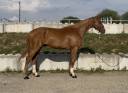 Gelding Selle Fran&ccedil;ais For sale 2023 Chesnut