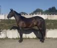 Gelding Zangersheide For sale 2023 Black