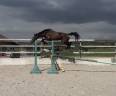 Mare Selle Fran&ccedil;ais For sale 2023 Bay