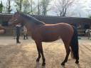 Mare French Saddle Pony For sale 2020 Bay