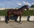 Gelding Origin Recorded For sale 2023 Bay