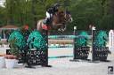 Gelding BWP Belgian Warmblood For sale 2011 Chesnut