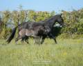 Broodmare Lusitano For sale 2017 Black