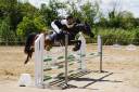 Gelding Other Pony Breed For sale 2012 Black