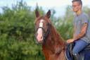 Gelding Unkown Horse Breed For sale 2023 Chesnut