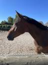 Gelding Selle Fran&ccedil;ais For sale 2021 Bay
