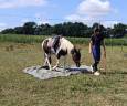 Mare Pottok  For sale 2024 Tobiano