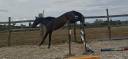 Gelding Selle Fran&ccedil;ais For sale 2024 Dark Bay
