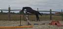 Gelding Selle Fran&ccedil;ais For sale 2024 Dark Bay