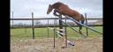 Gelding Selle Fran&ccedil;ais For sale 2023 Bay