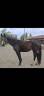 Mare Zangersheide For sale 2014 Dark Bay