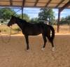 Mare Zangersheide For sale 2024 Dark Bay