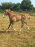 Filly French Saddle Pony For sale 2026 Liver chestnut