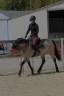Gelding Connemara For loan 2010 Buckskin