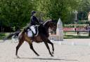 Gelding KWPN Dutch Warmblood For sale 2012 Dark Bay