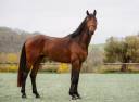 Mare Saddle Horse For sale 2020 Grey