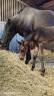 Filly Zangersheide For sale 2026 Dark Bay