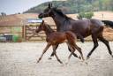 Filly Zangersheide For sale 2026 Dark Bay