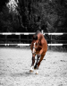 Gelding Selle Fran&ccedil;ais For sale 2023 Dark Bay