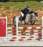 Mare French Saddle Pony For sale 2019 Bay