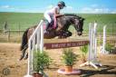 Gelding French Saddle Pony For sale 2016 Bay