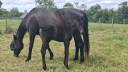 Broodmare Oldenburg For sale 2008 Black