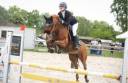 Mare French Saddle Pony For sale 2016 Chesnut