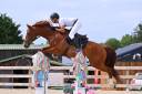 Gelding Selle Fran&ccedil;ais For sale 2020 Chesnut