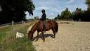 Mare French Saddle Pony For loan 2014 Liver chestnut