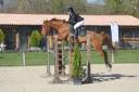 Gelding BWP Belgian Warmblood For sale 2015 Chesnut