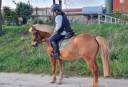 Entire Shetland Pony For sale 2014 Chesnut