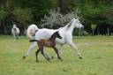 Broodmare Arabian Thoroughbred For sale 2009 Grey