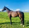 Gelding Selle Fran&ccedil;ais For sale 2020 Black