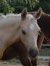 Colt Welsh Part Bred For sale 2026 Palomino
