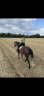 Mare Saddle Horse For sale 2012 Brown