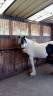 Stallion Other Pony Breed For sale 2019 Other color