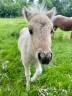 Colt Origin Recorded For sale 2026 Coloured