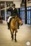 Gelding French Saddle Pony For sale 2015 Bay