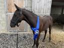 Stallion sBs Belgian Warmblood For sale 2026 Black