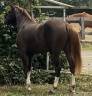 Filly French Saddle Pony For entrust 2023 Liver chestnut