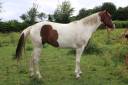 Filly Paint For sale 2020 Tobiano