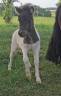 Filly Shetland Pony For sale 2026 Coloured