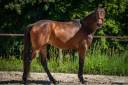 Gelding English Thoroughbred For sale 2024 Bay