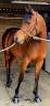 Gelding Arabian Thoroughbred For sale 2020 Bay