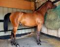 Gelding Arabian Thoroughbred For sale 2020 Bay